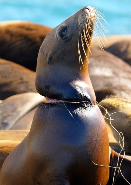 Plastic wire slowly killing this seal